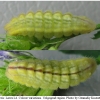 glauc alexis larva4 volg3